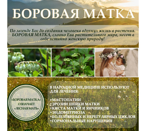 Бальзам Алтайский с боровой маткой и красной щеткой, стекло 250 мл