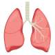 Средства для дыхательной системы